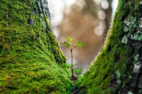 St. Benedict's eighth step of humility: to grow, not to fossilize